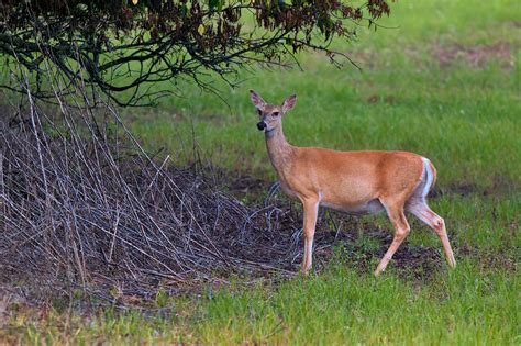 Witnessing A Pregnant Whitetail Doe Steve Creek Wildlife Photography