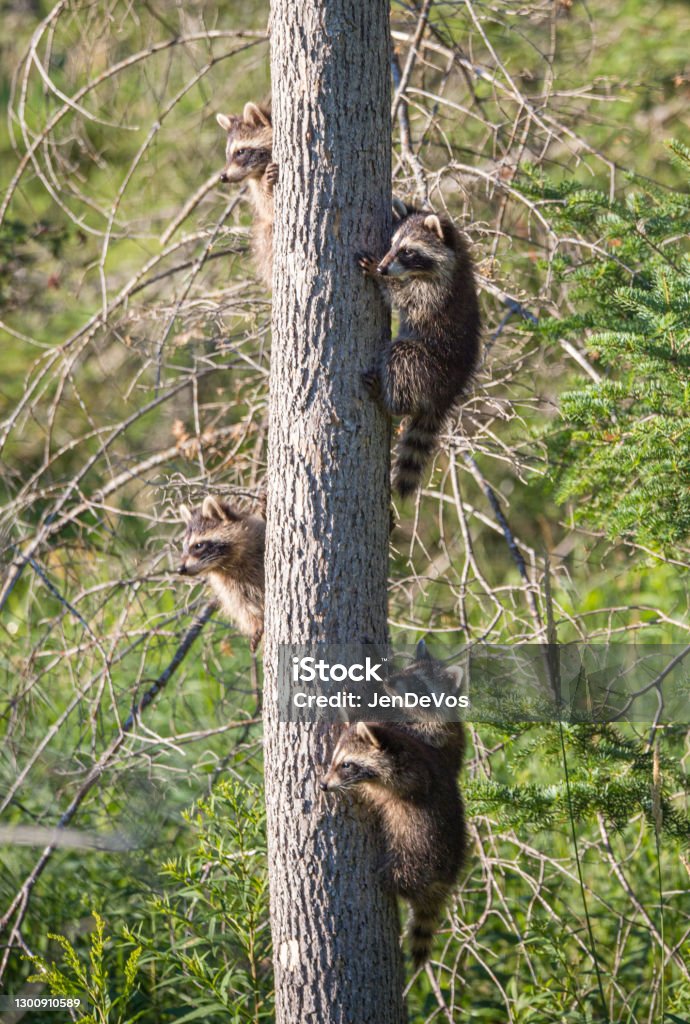 Young Raccoons In Tree Stock Photo Download Image Now Animal